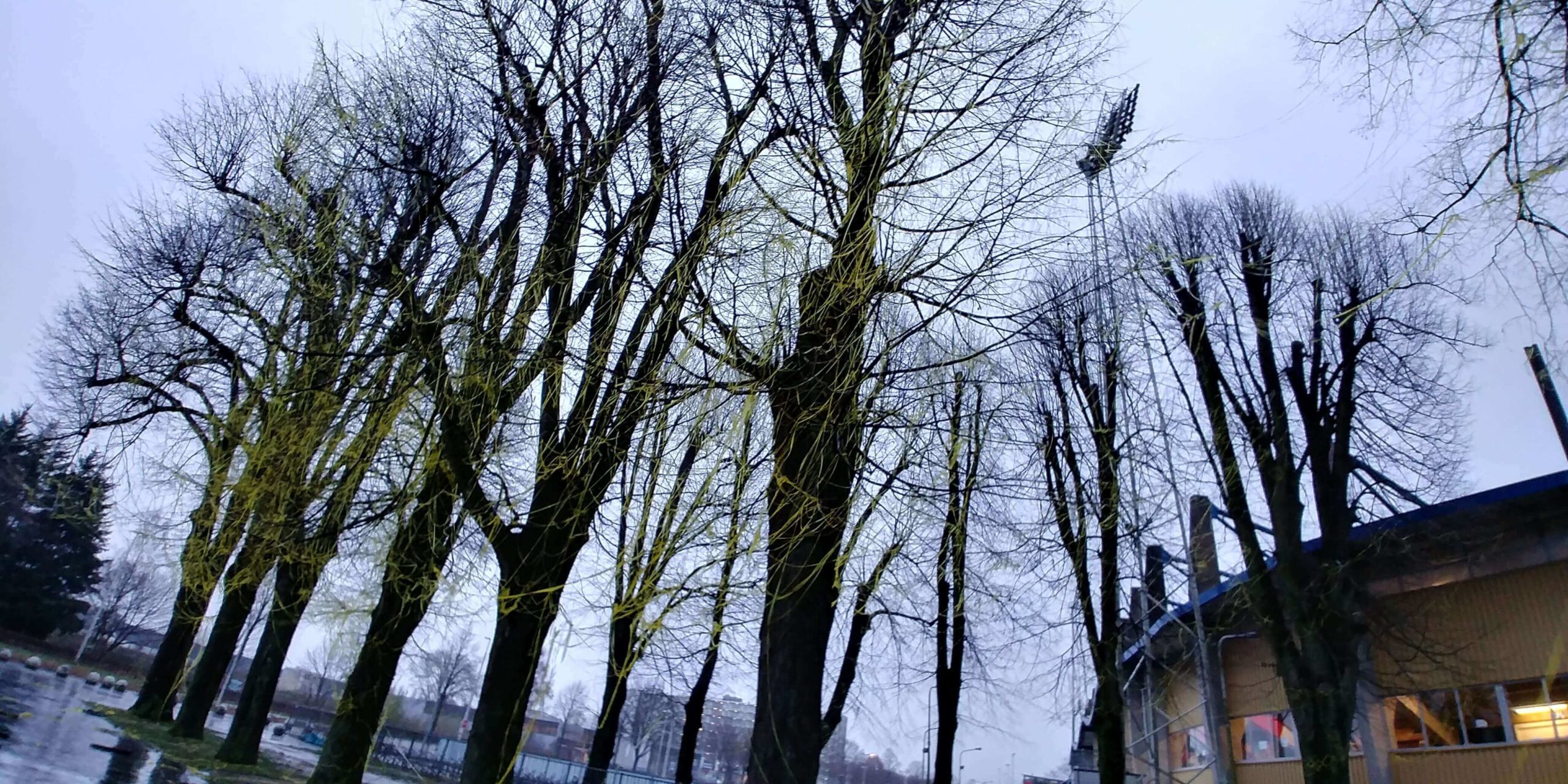 Gele bomen in Tilburg (2017)